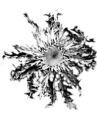 MILA SARASOLA ELOSEGI